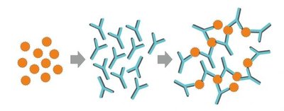 Antibody-antigen interaction