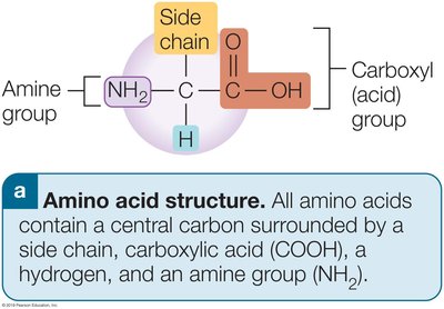 Amino acid structure diagram