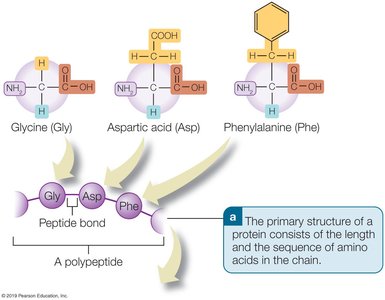 Examples of amino acids and peptide bond formation