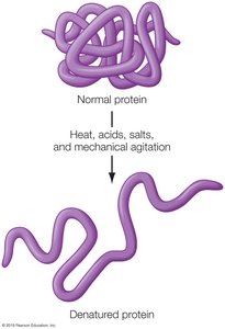 Protein denaturation by heat, acid, or agitation