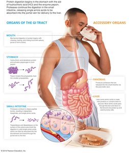 Protein digestion in the GI tract