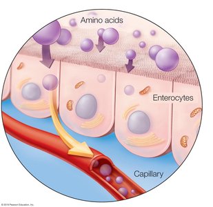 Amino acid absorption in the intestine