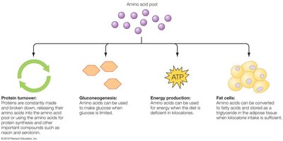 Amino acid pool and protein turnover