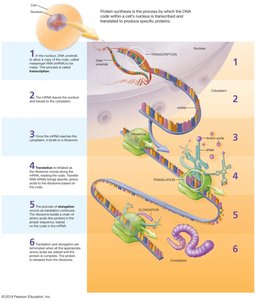 Steps of protein synthesis: transcription and translation