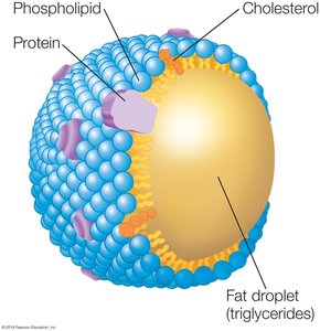 Structure of a Lipoprotein