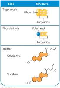 Structures of Triglycerides, Phospholipids, and Sterols