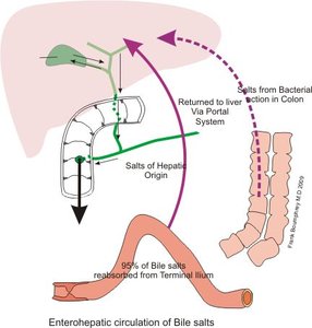 Enterohepatic Circulation of Bile Salts