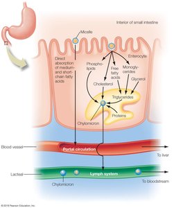 Lipid Absorption and Transport Pathways