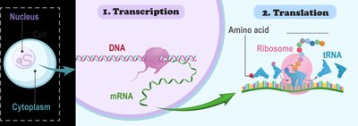 Diagram of transcription and translation in protein synthesis