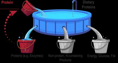 Amino acid pool and fates of absorbed amino acids