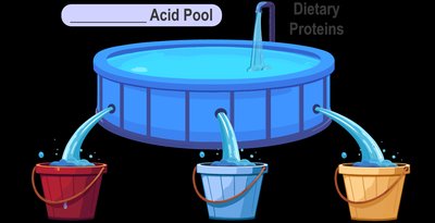 Diagram showing three fates of amino acids: proteins, non-protein products, energy/glucose/fat