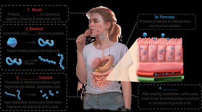 Steps of protein digestion and absorption