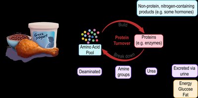 Diagram of protein digestion and absorption in the GI tract