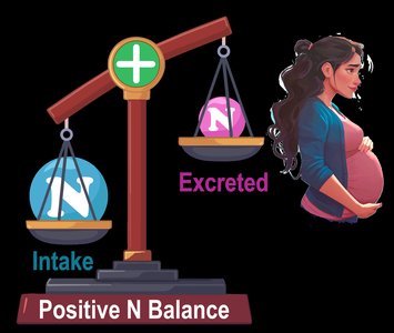 Positive nitrogen balance: intake greater than excreted