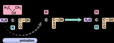 Table of essential and nonessential amino acids