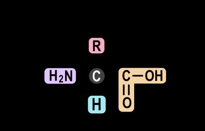 General structure of an amino acid showing the amine group, carboxyl group, hydrogen, and R group