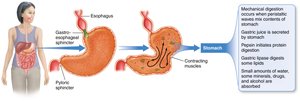 Stomach digestion and absorption