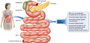 Accessory organs and their digestive roles