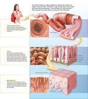 Villi and microvilli in the small intestine