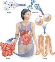 Body organization from atoms to organ systems