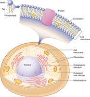 Cell membrane and organelle structure