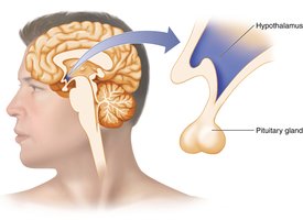 Hypothalamus and hunger regulation