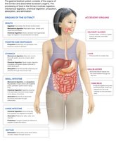 Organs of the GI tract and accessory organs