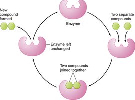 Enzyme action in digestion