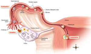Fertilization to implantation process in female reproductive tract
