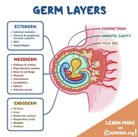 Diagram of germ layers and their derivatives