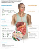 Diagram of carbohydrate digestion in the human digestive tract