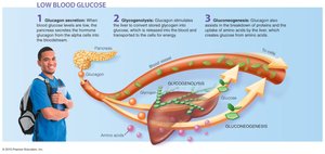 Diagram of glucagon action in response to low blood glucose