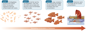 Bioaccumulation of toxins in the food chain