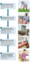 Farm-to-table continuum for food safety