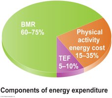 Pie chart of energy expenditure components