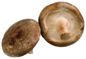 Shiitake mushrooms as a source of niacin