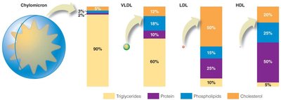 Lipoprotein composition and function