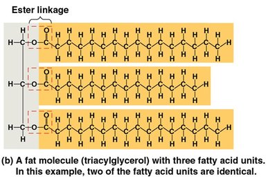 Structure of a triglyceride (triacylglycerol) molecule