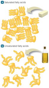 Comparison of saturated and unsaturated fatty acids