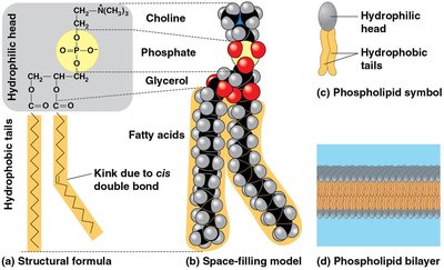 Structure and function of phospholipids in cell membranes