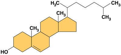 Structure of cholesterol, a sterol