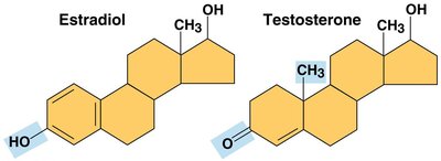 Structures of estradiol and testosterone, steroid hormones derived from cholesterol