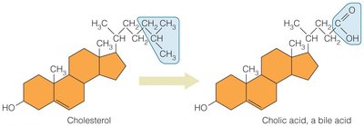 Conversion of cholesterol to cholic acid, a bile acid