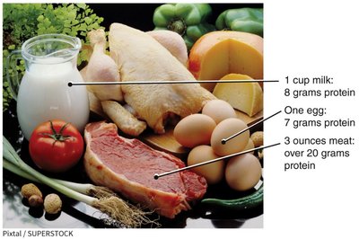 Animal sources of protein with protein content