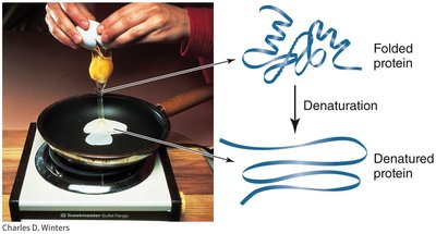 Diagram of protein denaturation by heat