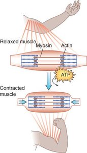 Muscle contraction involving actin and myosin