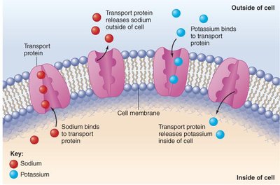 Transport proteins in cell membrane