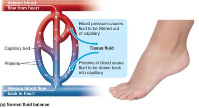 Normal fluid balance in capillaries