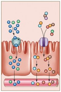 Amino acid absorption in the small intestine