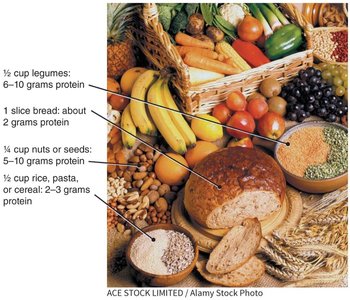 Plant sources of protein with protein content